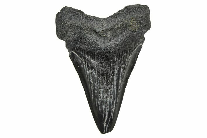 Serrated, Juvenile Megalodon Tooth - South Carolina #374228